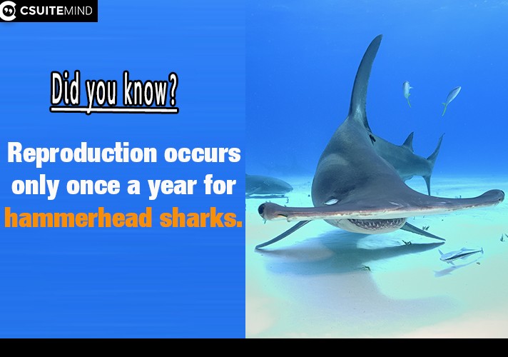 Reproduction occurs only once a year for hammerhead sharks.
