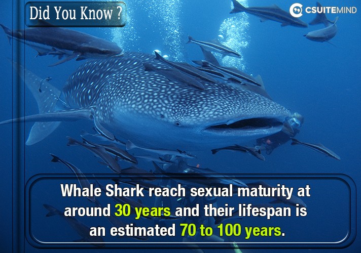 Whale Shark reach sexual maturity at around 30 years and their lifespan is an estimated 70 to 100 years. 