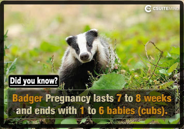 Badger Pregnancy lasts 7 to 8 weeks and ends with 1 to 6 babies (cubs). 
