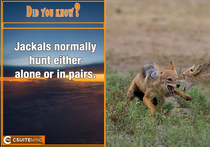 Jackals normally hunt either alone or in pairs.
