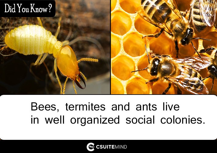 Bees, termites and ants live in well organized social colonies.
