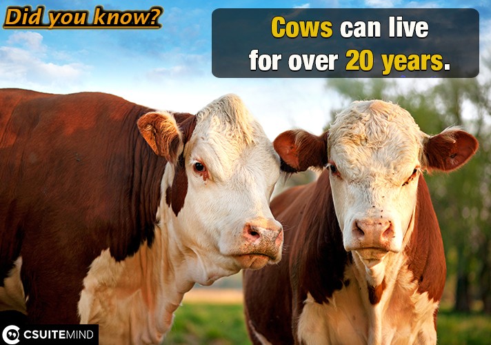 Cows can live for over 20 years.