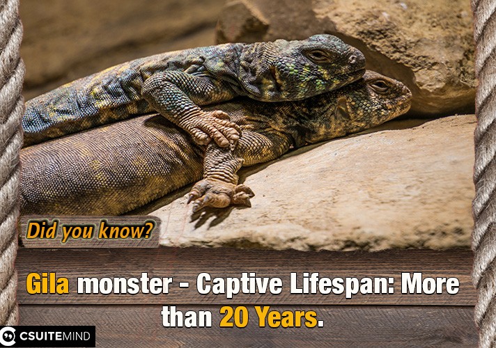  Gila monster - Captive Lifespan: More than 20 Years
