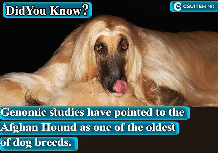 Genomic studies have pointed to the Afghan Hound as one of the oldest of dog breeds.
