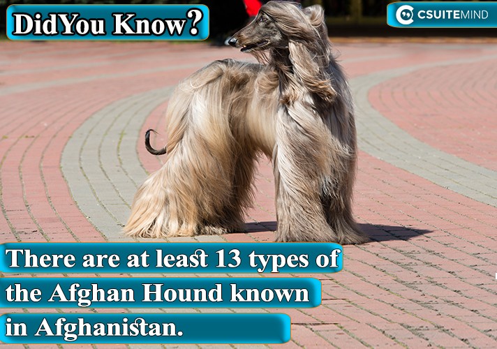 There are at least 13 types of the Afghan Hound known in Afghanistan,
