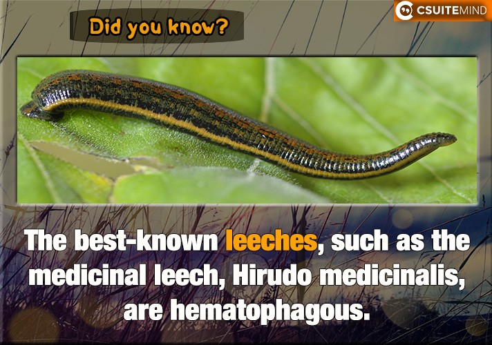 The best-known leeches, such as the medicinal leech, Hirudo medicinalis, are hematophagous,
