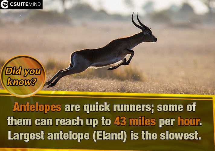 Antelopes are quick runners; some of them can reach up to 43 miles per hour. Largest antelope (Eland) is the slowest.
