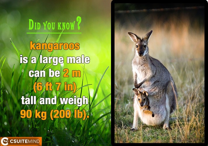 kangaroos is a large male can be 2 m (6 ft 7 in) tall and weigh 90 kg (200 lb).
