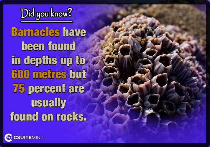 Barnacles have been found in depths up to 600 metres but 75 percent are usually found on rocks