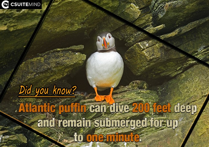 Atlantic puffin can dive 200 feet deep and remain submerged for up to one minute.
