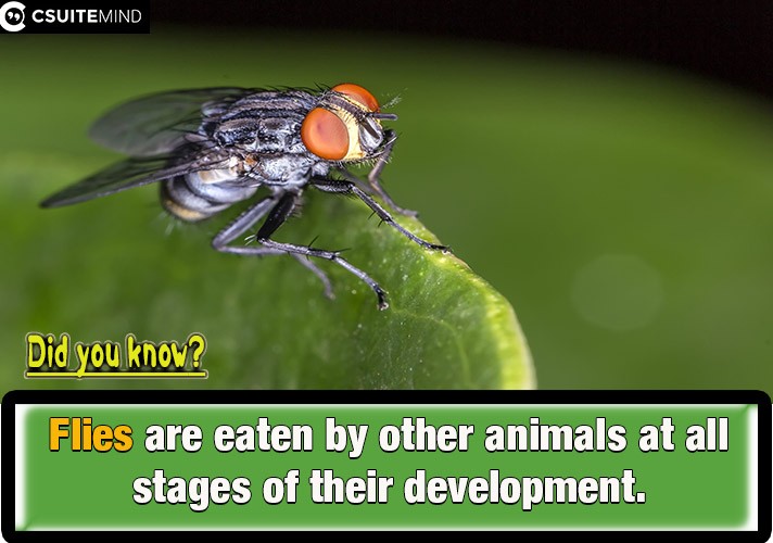 Flies are eaten by other animals at all stages of their development. 
