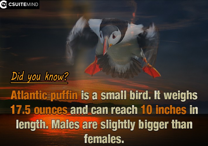 Atlantic puffin is a small bird. It weighs 17.5 ounces and can reach 10 inches in length. Males are slightly bigger than females.
