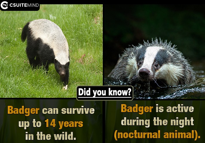 Badger is active during the night (nocturnal animal).
Badger can survive up to 14 years in the wild.
