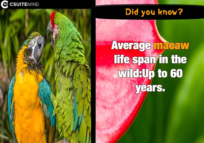 Average macaw life span in the wild:Up to 60 years.