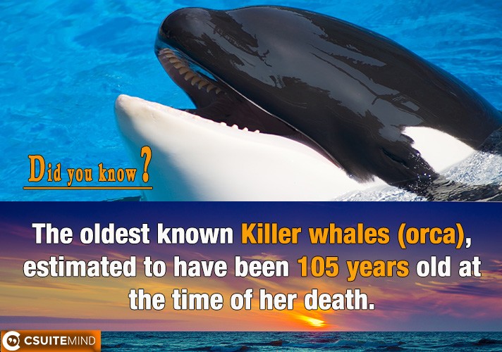 the-oldest-known-killer-whales-orca-estimated-to-have-been-105-years-old-at-the-time-of-her-death