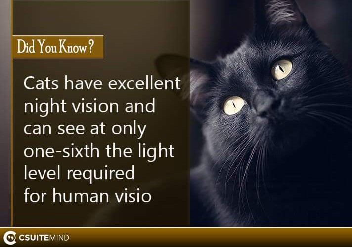cats-have-excellent-night-vision-and-can-see-at-only-one-sixth-the-light-level-required-for-human-visio