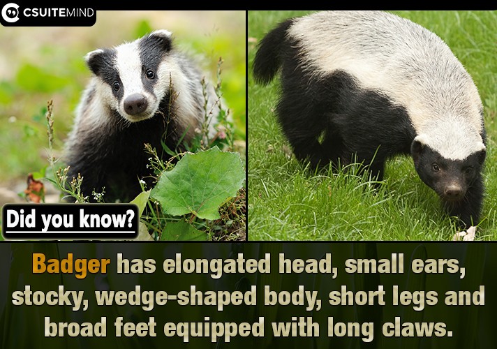 Badger has elongated head, small ears, stocky, wedge-shaped body, short legs and broad feet equipped with long claws.
