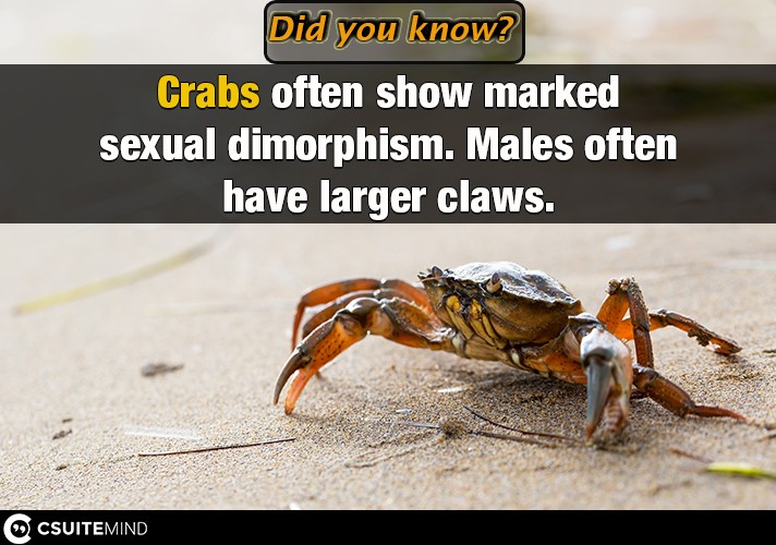 Crabs often show marked sexual dimorphism. Males often have larger claws,

