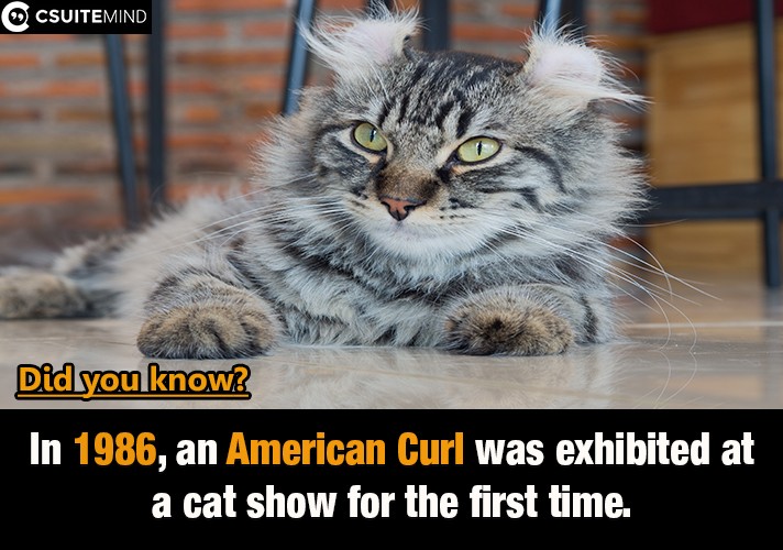 In 1986, an American Curl was exhibited at a cat show for the first time, 
