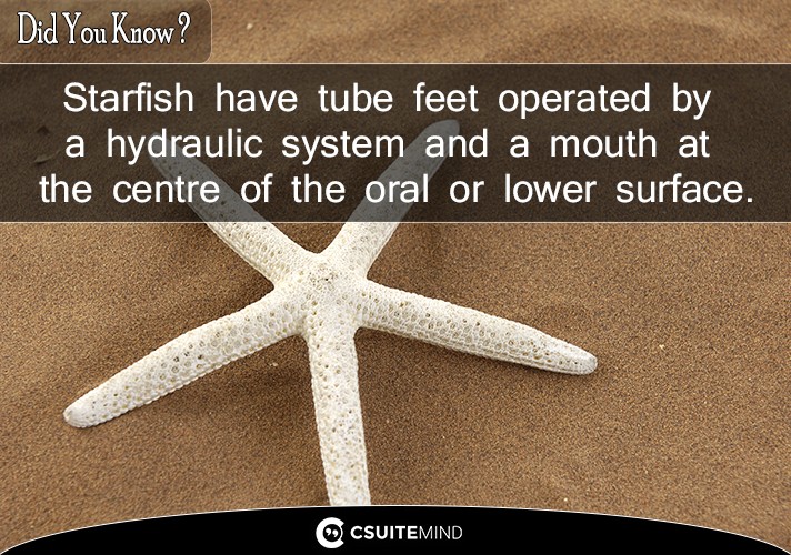  Starfish have tube feet operated by a hydraulic system and a mouth at the centre of the oral or lower surface. 