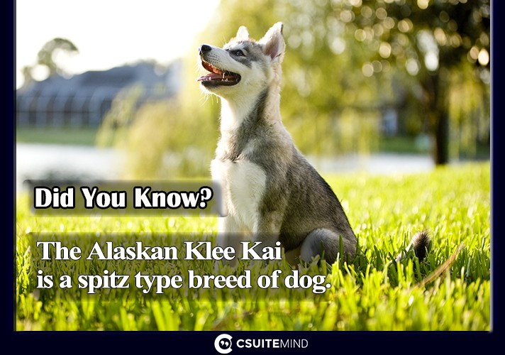 The Alaskan Klee Kai is a spitz type breed of dog.

