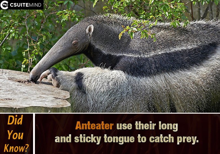anteater-use-their-long-and-sticky-tongue-to-catch-prey
