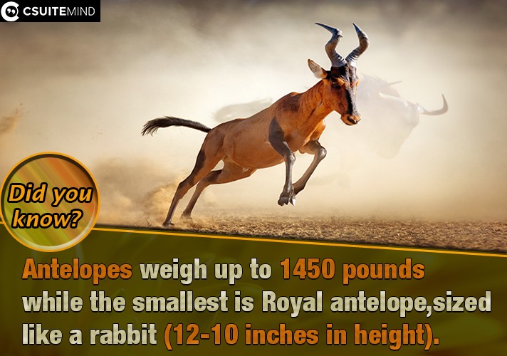 Antelopes weigh up to 1450 pounds while the smallest is Royal antelope, sized like a rabbit (10-12 inches in height).
