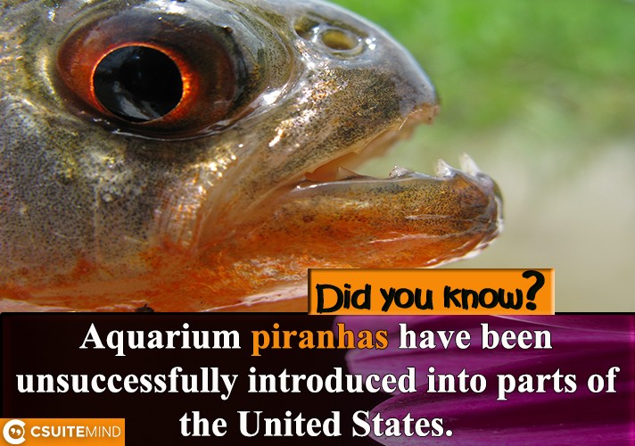 Aquarium piranhas have been unsuccessfully introduced into parts of the United States.
