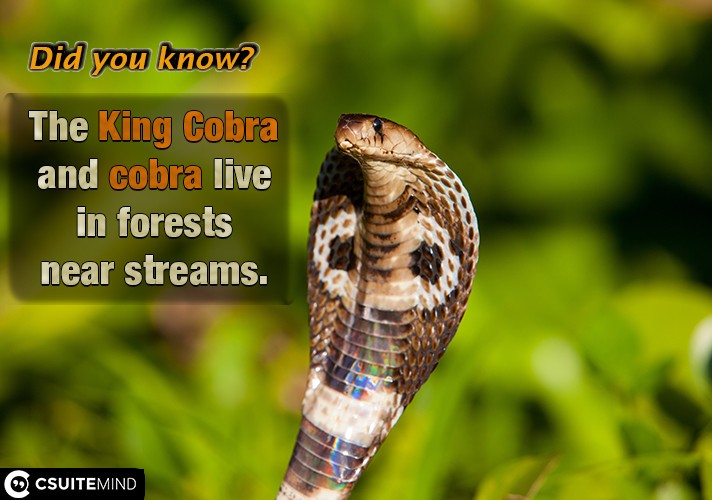 The King Cobra and cobra live in forests near streams.
