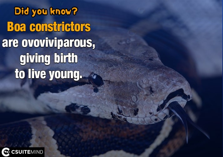 Boa constrictors are ovoviviparous, giving birth to live young. 
