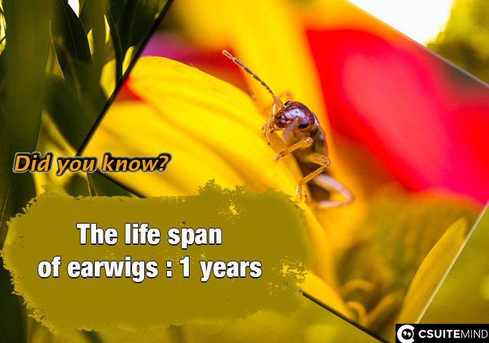 The life span of earwigs : 1 years

