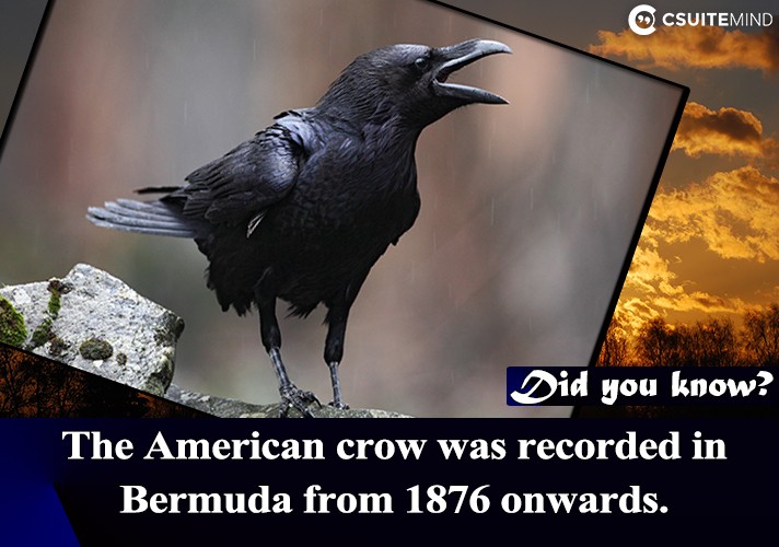 the-american-crow-was-recorded-in-bermuda-from-1876-onwards