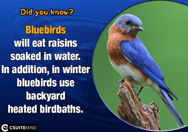 Bluebirds will eat raisins soaked in water. In addition, in winter bluebirds use backyard heated birdbaths.
