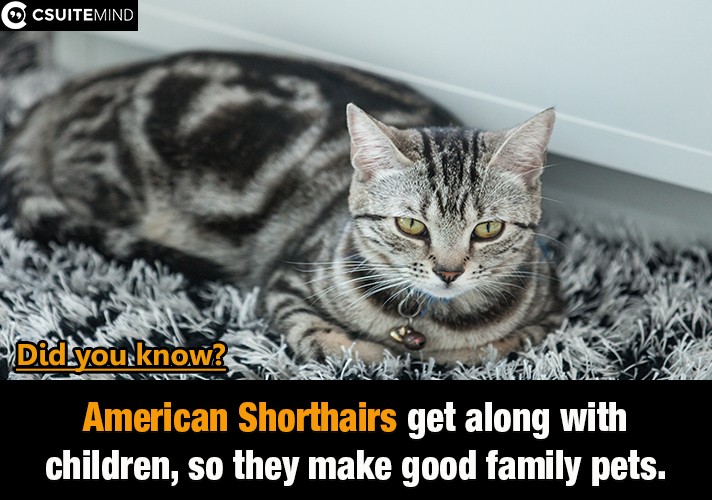 American Shorthairs get along with children, so they make good family pets. 
