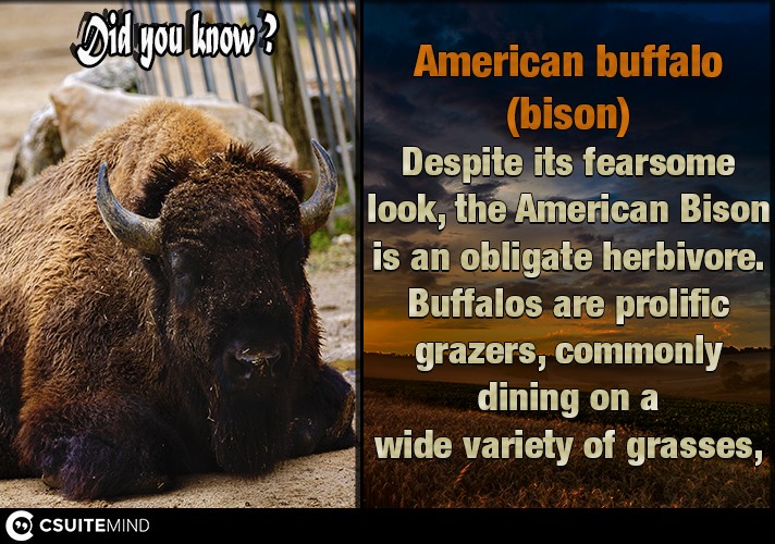  American buffalo (bison) Despite its fearsome look, the American Bison is an obligate herbivore. Buffalos are prolific grazers, commonly dining on a wide variety of grasses,
