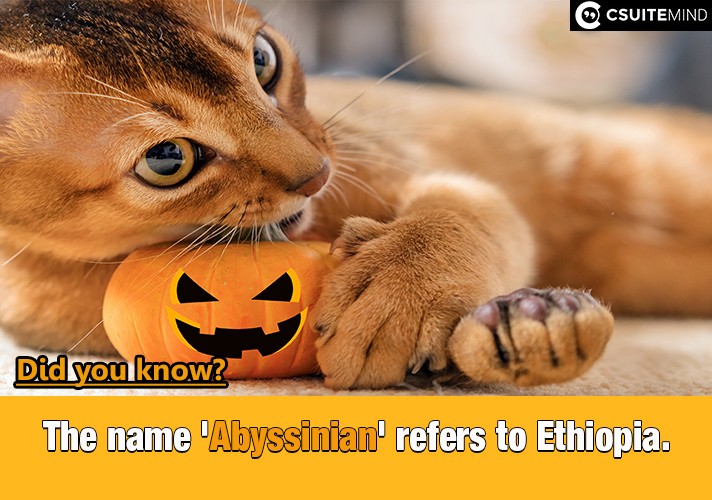  The name 'Abyssinian' refers to Ethiopia, 
