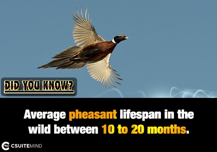 Average pheasant lifespan in the wild between 10 to 20 months.
