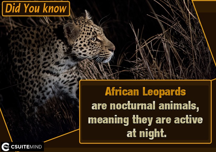 Fact : African Leopards are nocturnal animals, meaning they are active at  night.