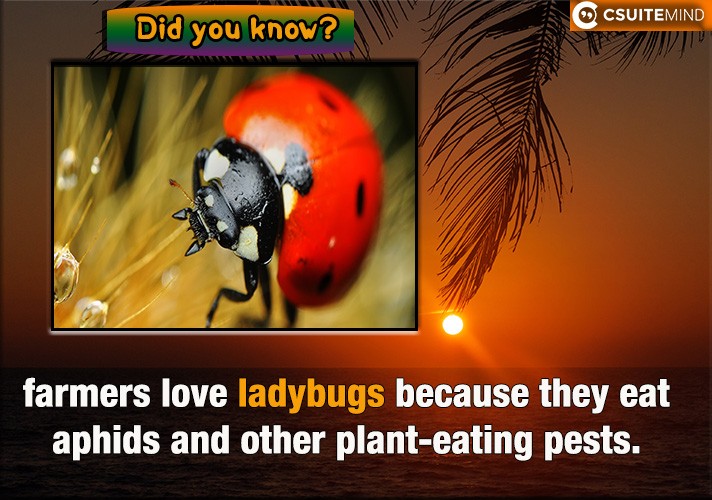  farmers love ladybugs because they eat aphids and other plant-eating pests.
