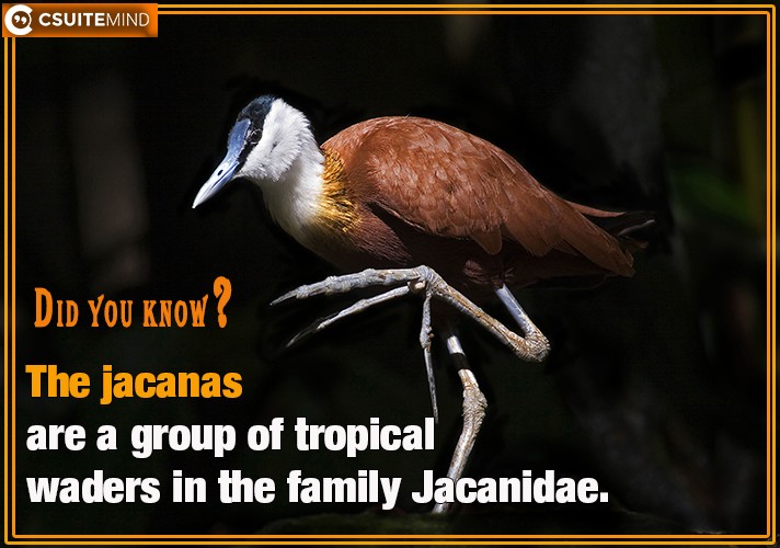 The jacanas are a group of tropical waders in the family Jacanidae.
