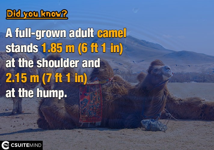 A full-grown adult camel stands 1.85 m (6 ft 1 in) at the shoulder and 2.15 m (7 ft 1 in) at the hump.
