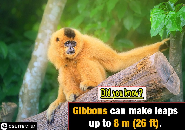 Gibbons can  make leaps up to 8 m (26 ft). 
