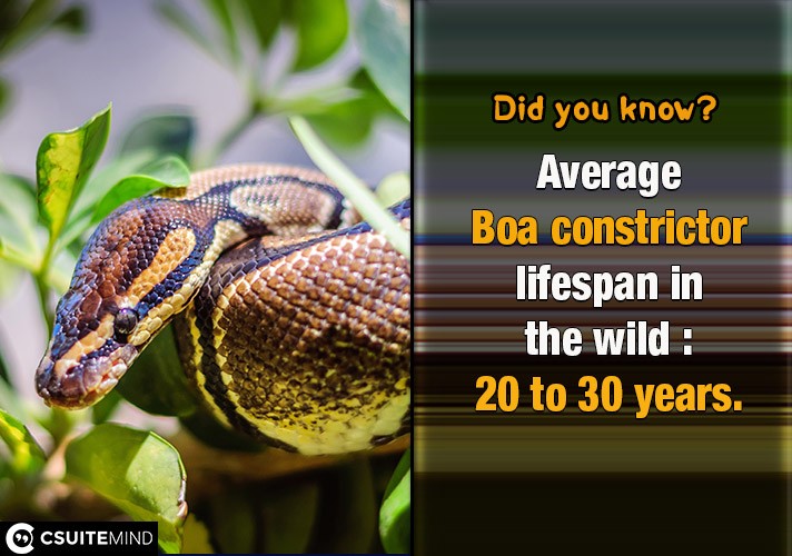 Average Boa constrictor lifespan in the wild : 20 to 30 years.
