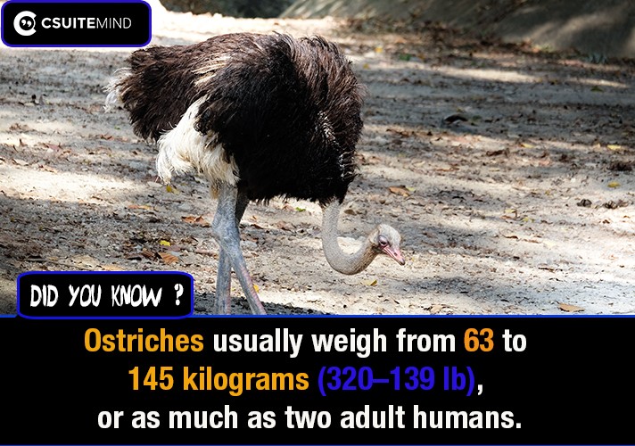 Ostriches usually weigh from 63 to 145 kilograms (139–320 lb), or as much as two adult humans.