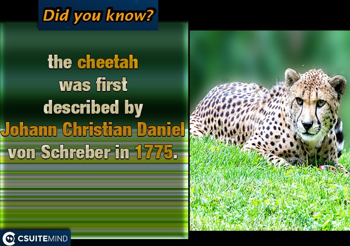  the cheetah was first described by Johann Christian Daniel von Schreber in 1775. 
