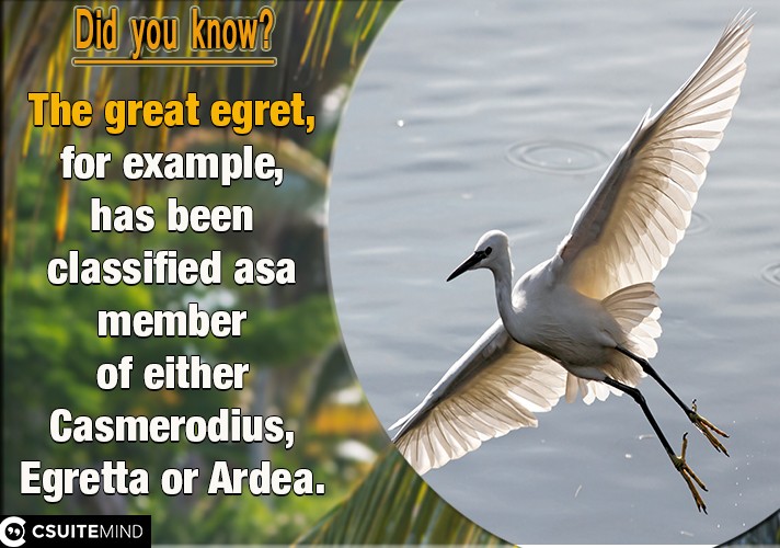  The great egret, for example, has been classified as a member of either Casmerodius, Egretta or Ardea.
