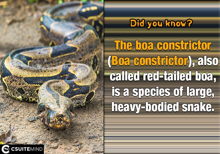 The boa constrictor (Boa constrictor), also called red-tailed boa, is a species of large, heavy-bodied snake.
