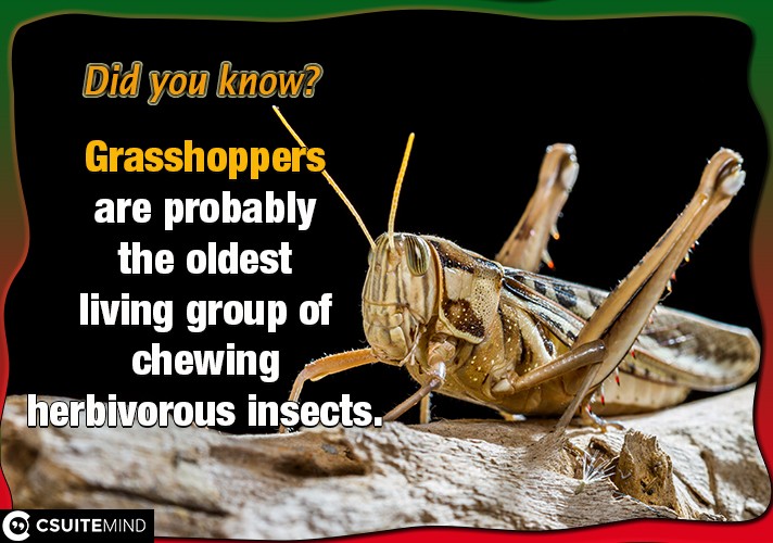 grasshoppers-are-probably-the-oldest-living-group-of-chewing-herbivorous-insects