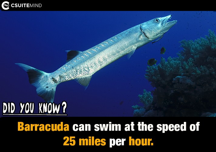 Barracuda can swim at the speed of 25 miles per hour. 
