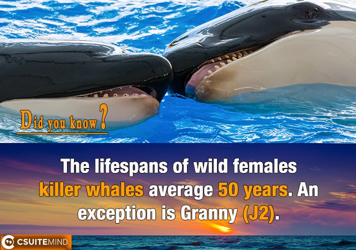 The lifespans of wild females killer whales average 50 years. An exception is Granny (J2), 
